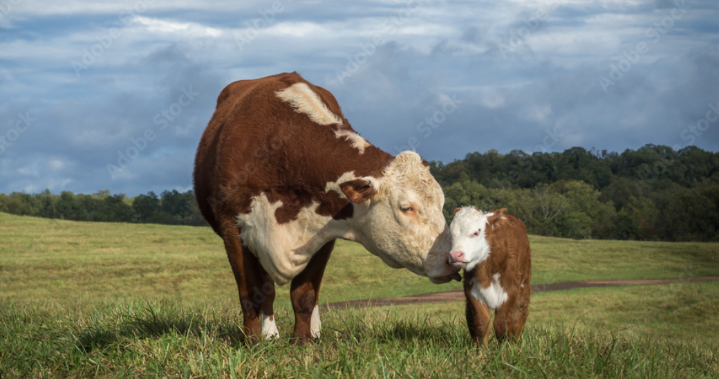 Picture for category Calves